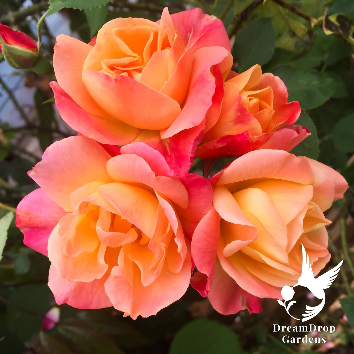 Joseph's Coat climbing rose cluster of four apricot and pink blooms among green leaves