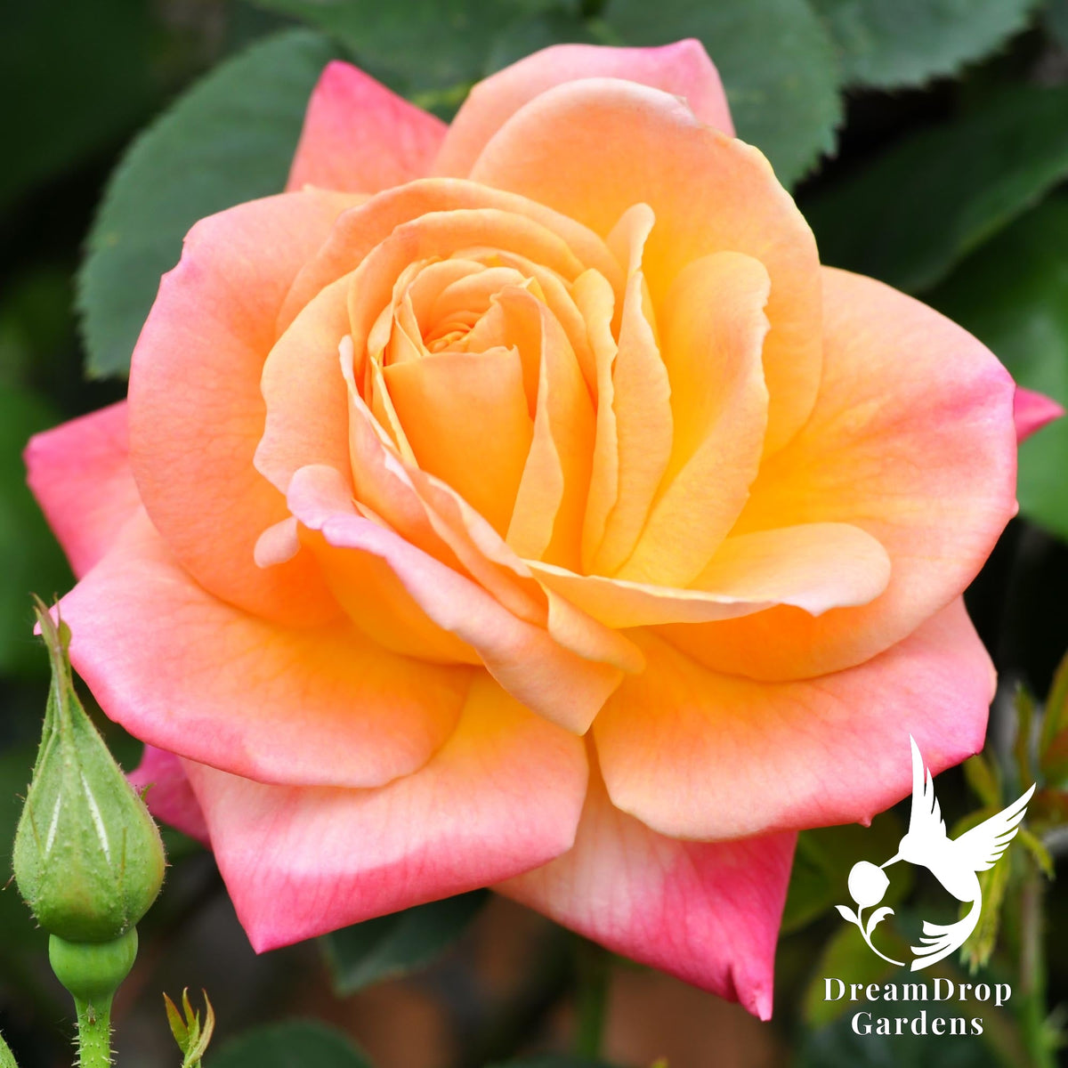 Close-up of a Joseph's Coat climbing rose bloom in yellow and apricot with pink edges beside a bud