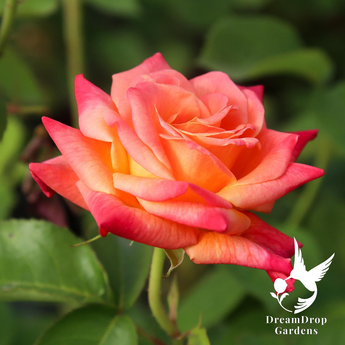 Joseph's Coat climbing rose with an apricot bloom edged in coral red on a green stem