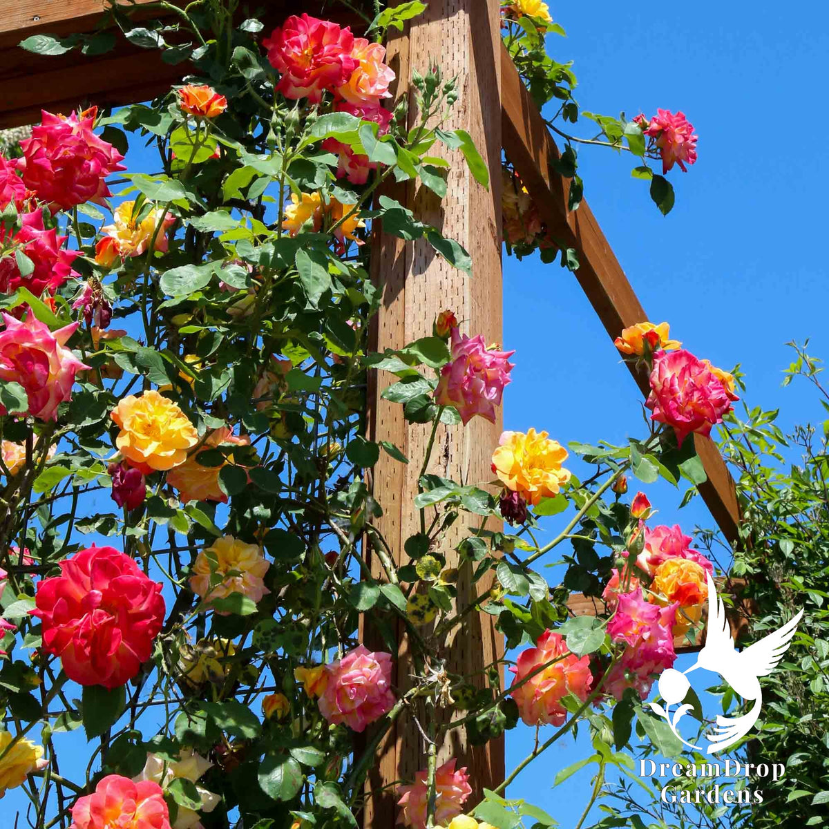 Joseph's Coat climbing rose covering a wooden arbor with red, pink and yellow blooms against a blue sky