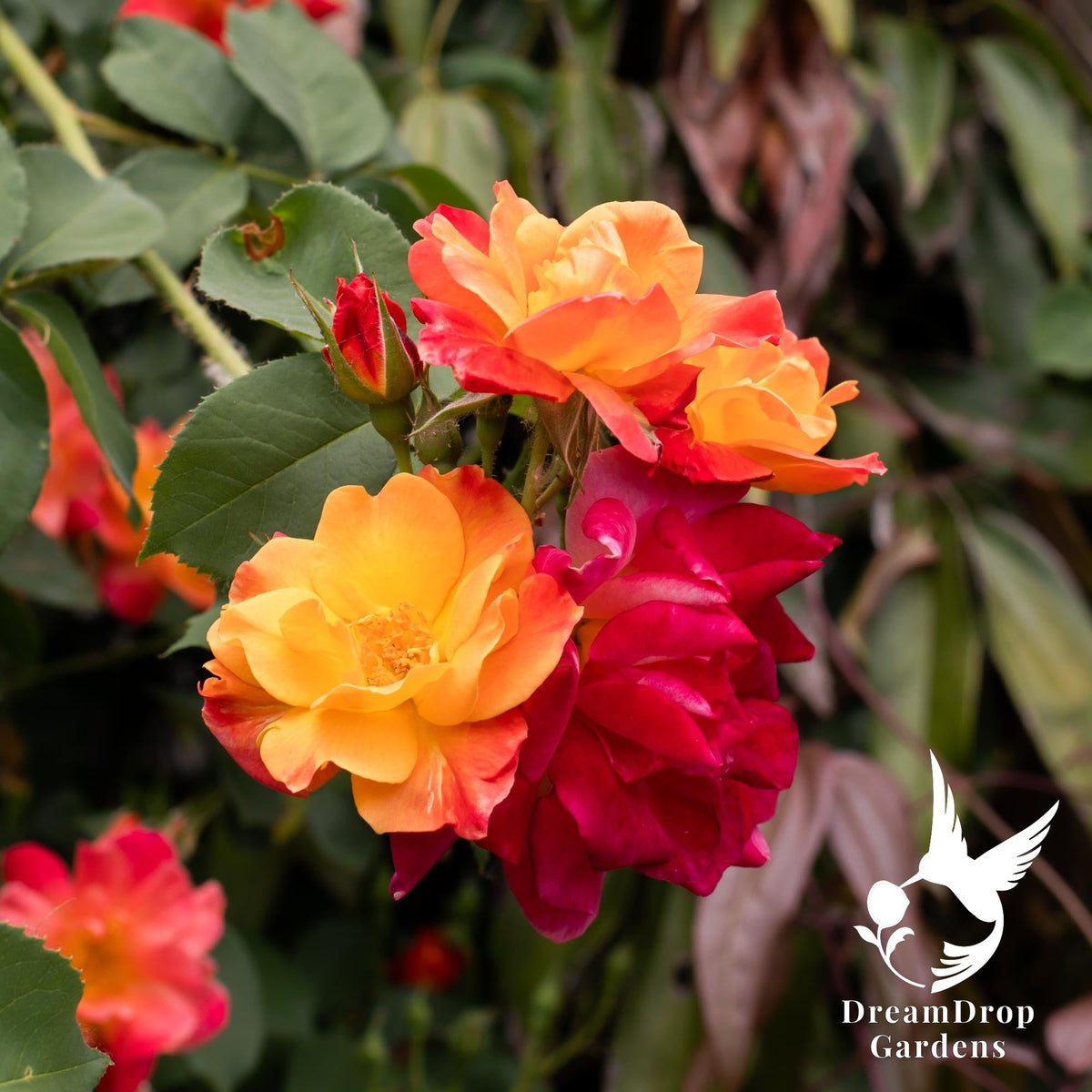 Joseph's Coat climbing rose sprays of orange, yellow and deep red blooms among green foliage