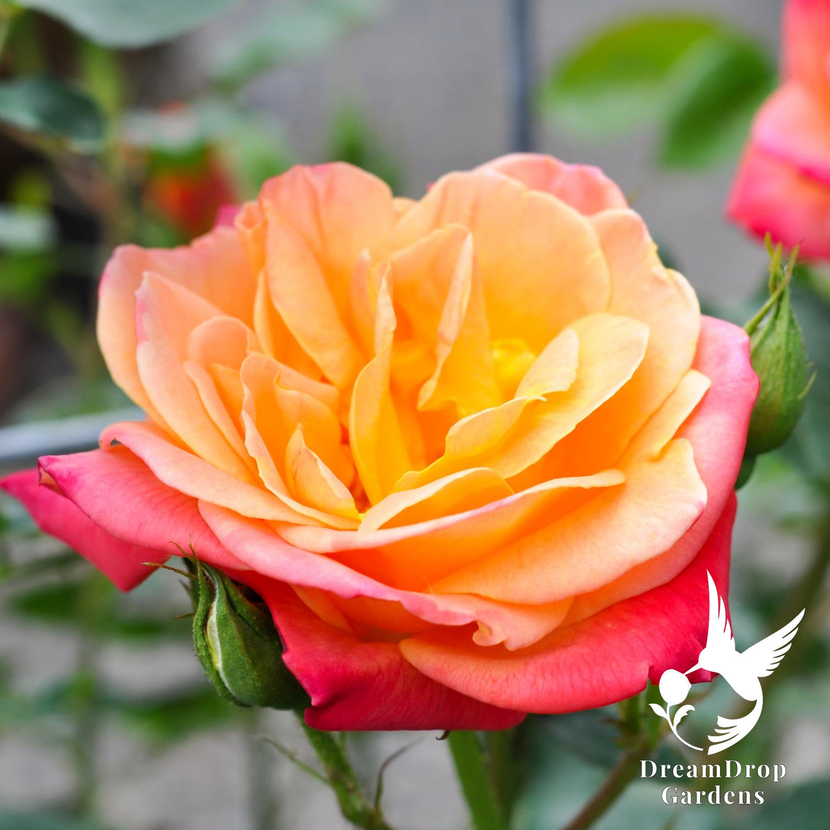 Close-up of a full Joseph's Coat rose bloom in golden yellow and apricot with red-tipped petals