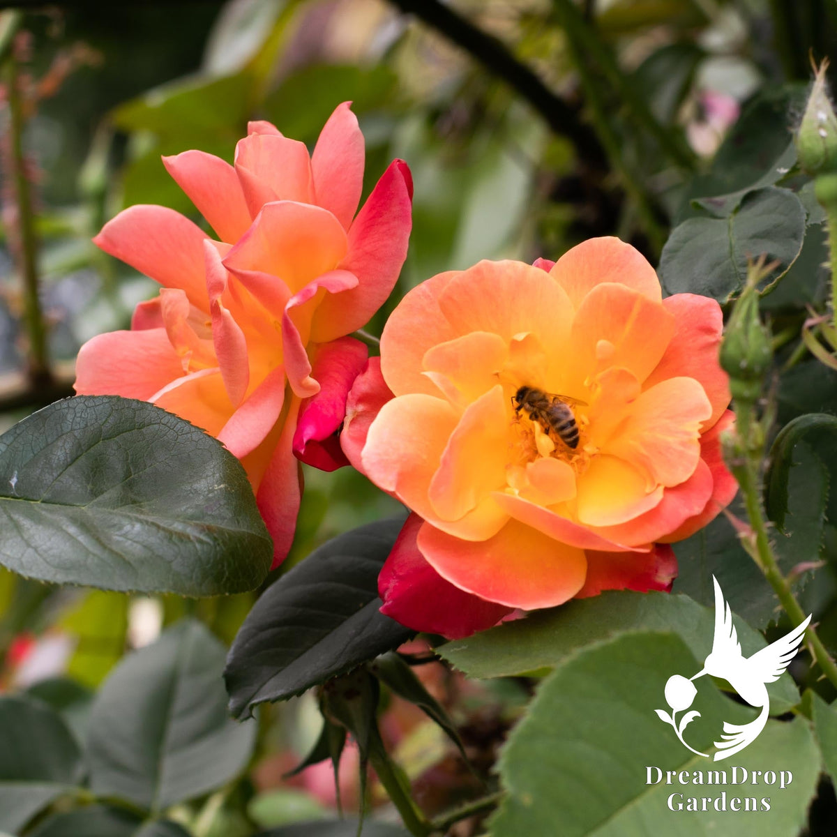 Joseph's Coat climbing rose with open apricot and coral blooms and a bee on a flower