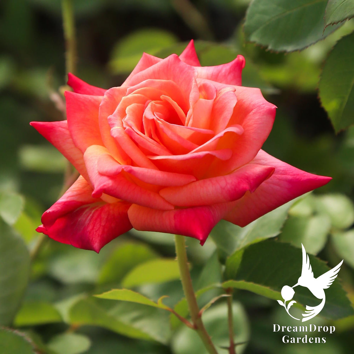 Joseph's Coat climbing rose with a single coral and orange bloom with pointed petals