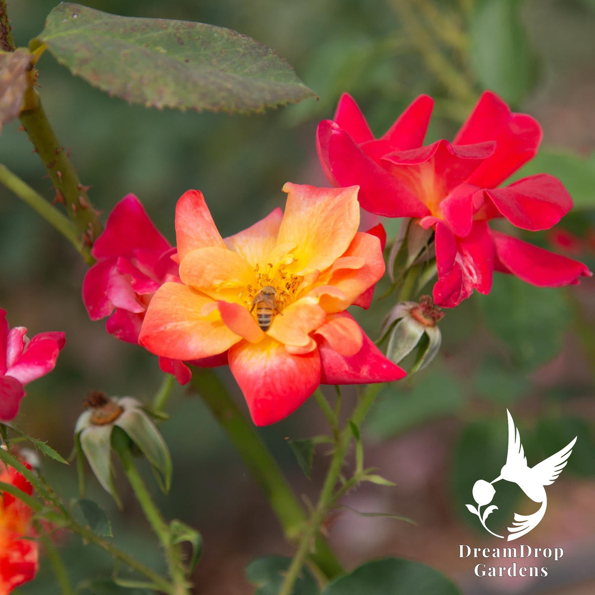 Joseph's Coat climbing rose with a red and yellow open bloom visited by a bee