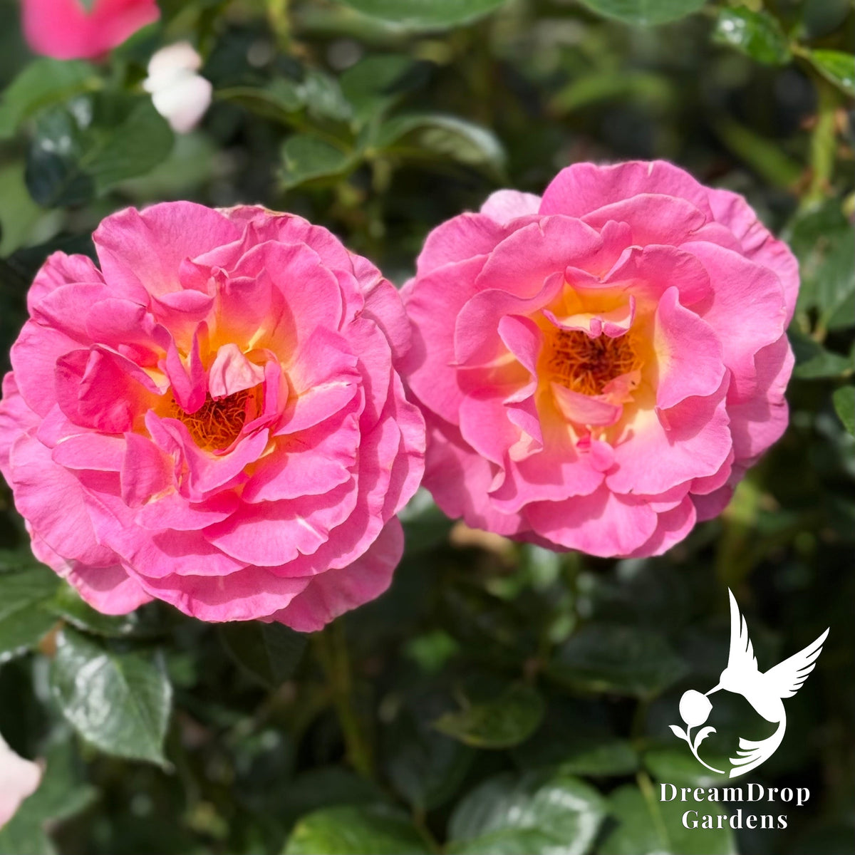 Rose - Julie Andrews — DreamDrop Gardens photo 10