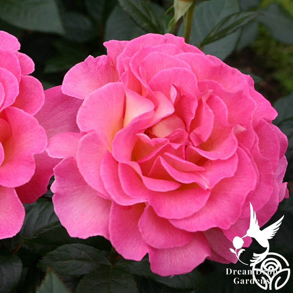 Rose - Julie Andrews — DreamDrop Gardens photo 11