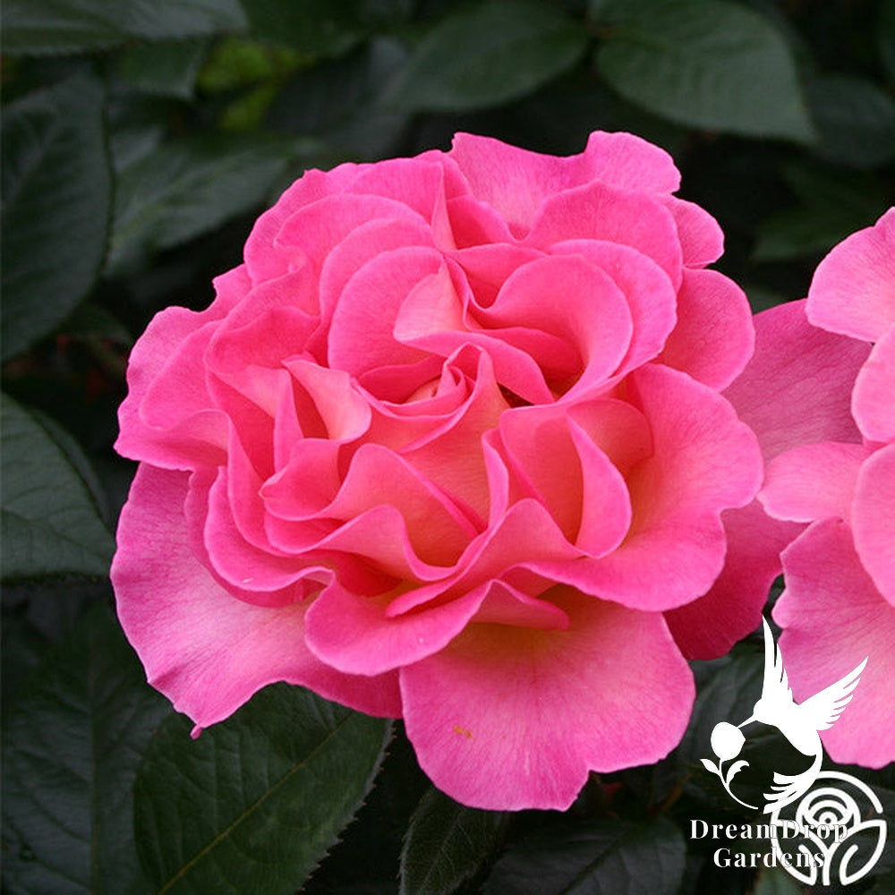 Rose - Julie Andrews — DreamDrop Gardens photo 12