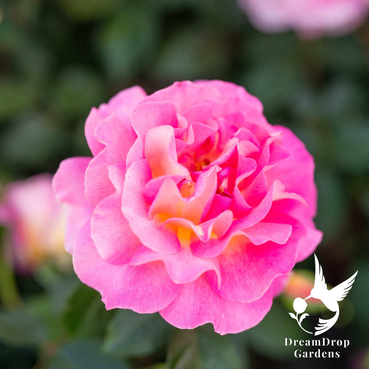 Rose - Julie Andrews — DreamDrop Gardens photo 2