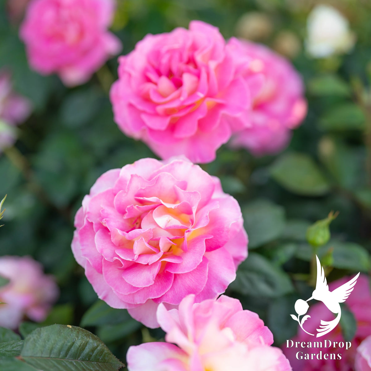 Rose - Julie Andrews — DreamDrop Gardens photo 3