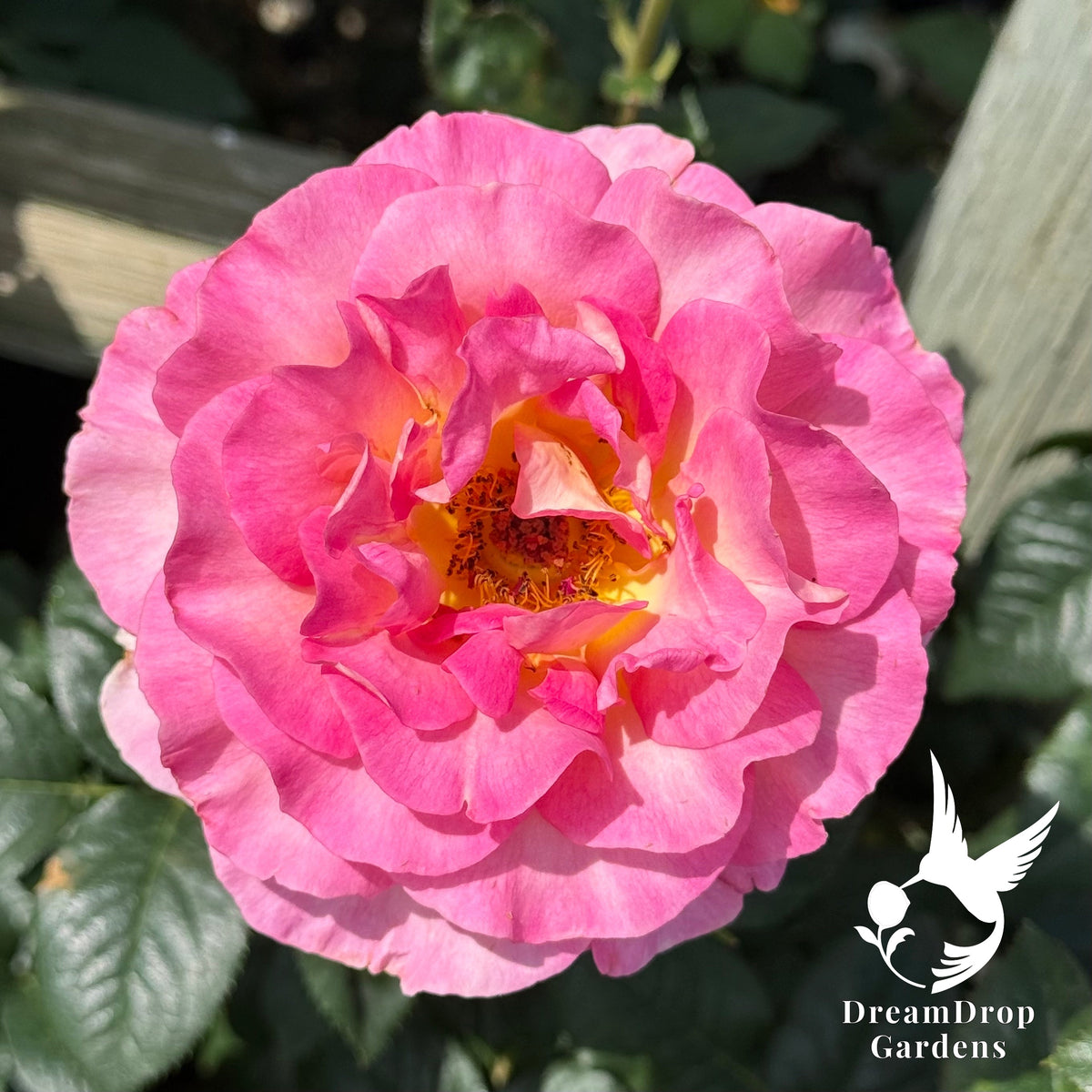Rose - Julie Andrews — DreamDrop Gardens photo 4