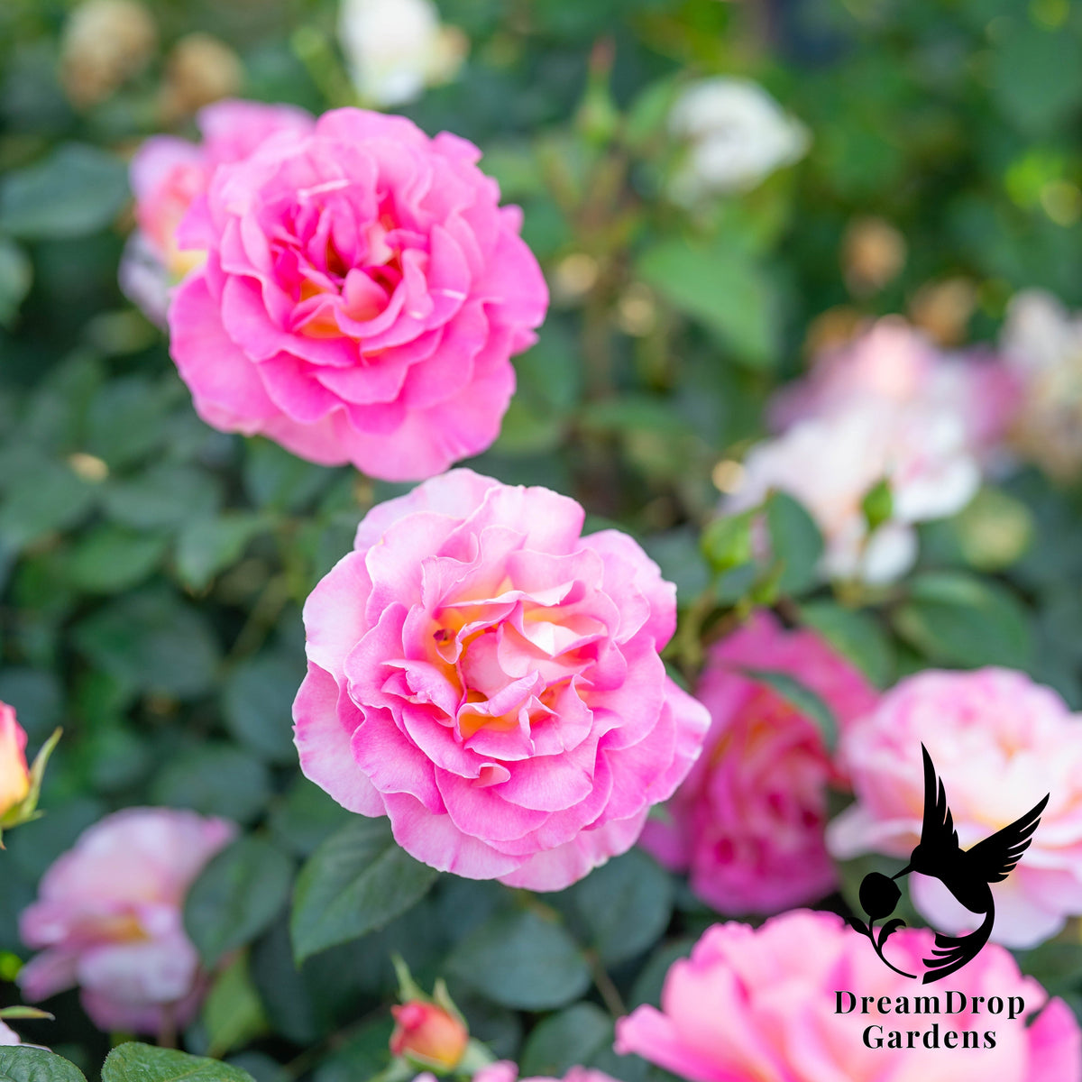 Rose - Julie Andrews — DreamDrop Gardens photo 5