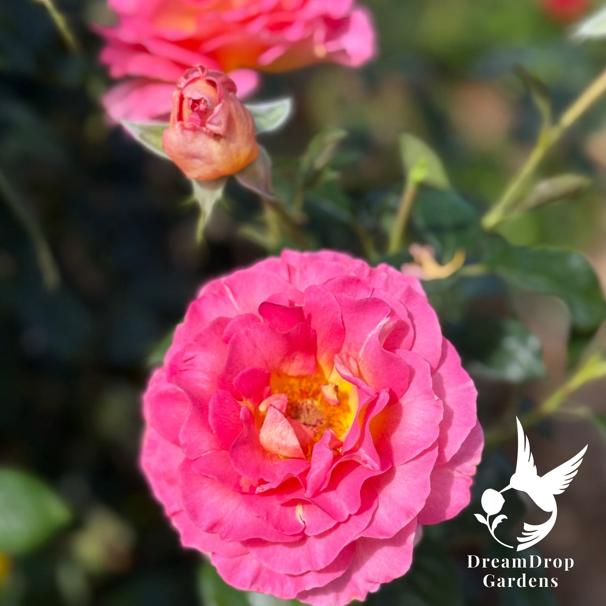 Rose - Julie Andrews — DreamDrop Gardens photo 6