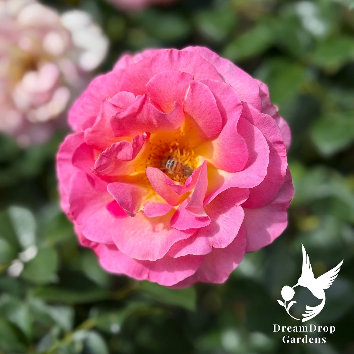 Rose - Julie Andrews — DreamDrop Gardens photo 7