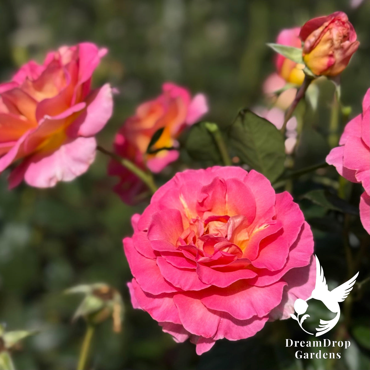 Rose - Julie Andrews — DreamDrop Gardens photo 8