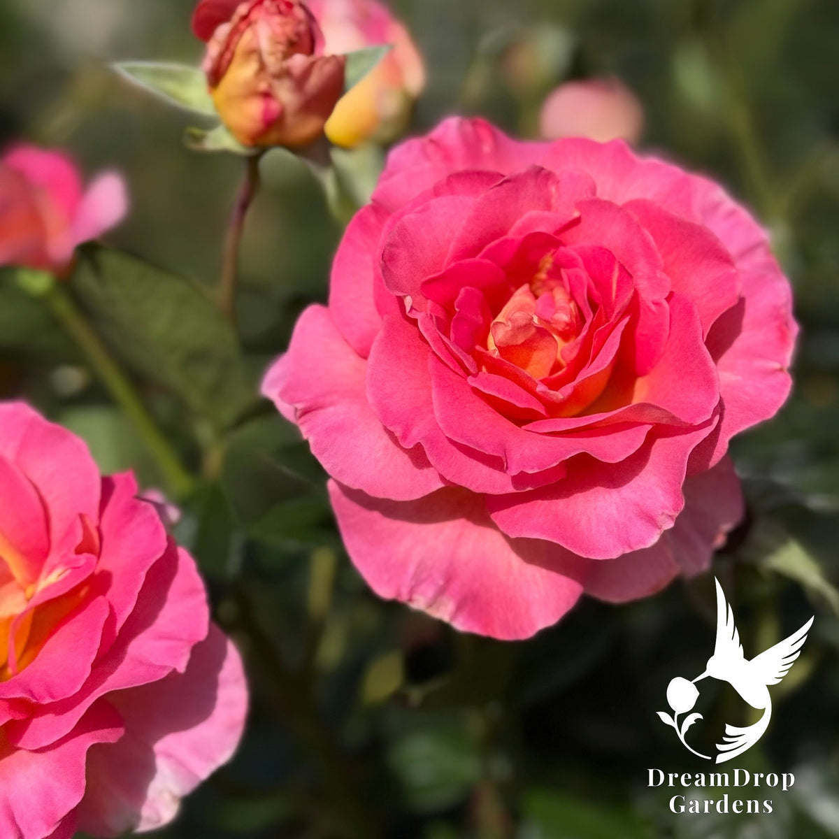 Rose - Julie Andrews — DreamDrop Gardens photo 9