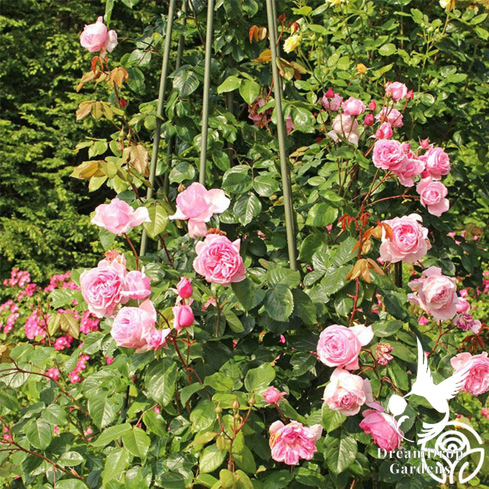 Rose - Arborose Kiss Me Kate — DreamDrop Gardens photo 10