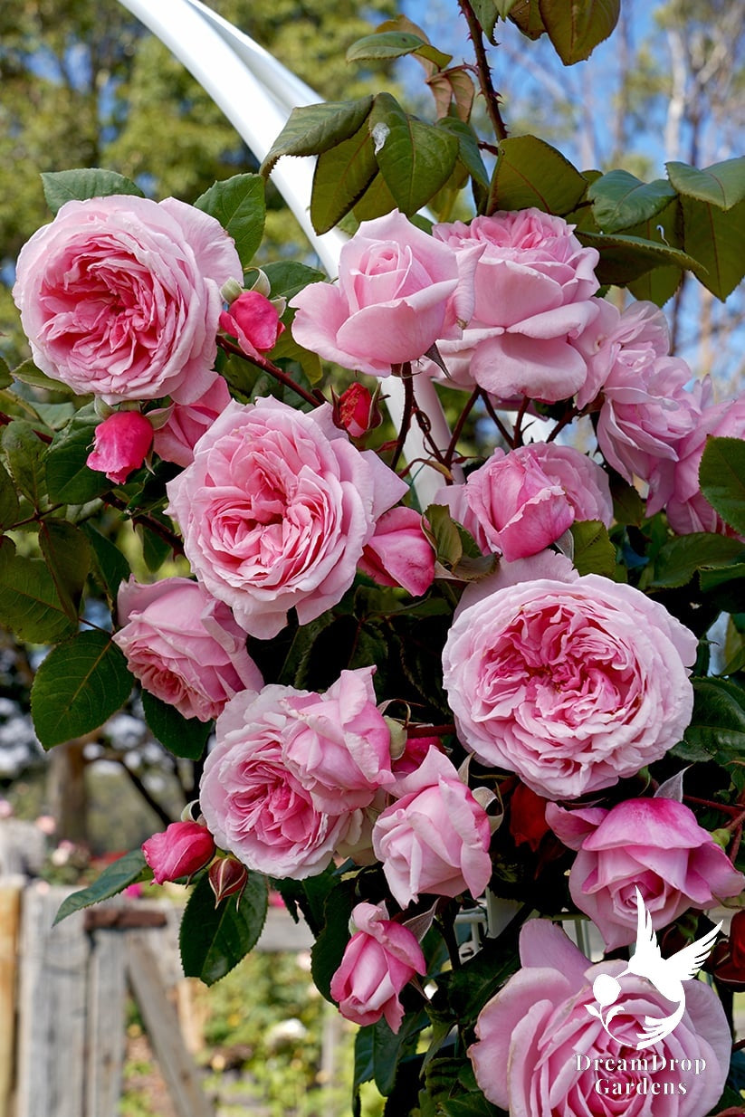 Rose - Arborose Kiss Me Kate — DreamDrop Gardens photo 11