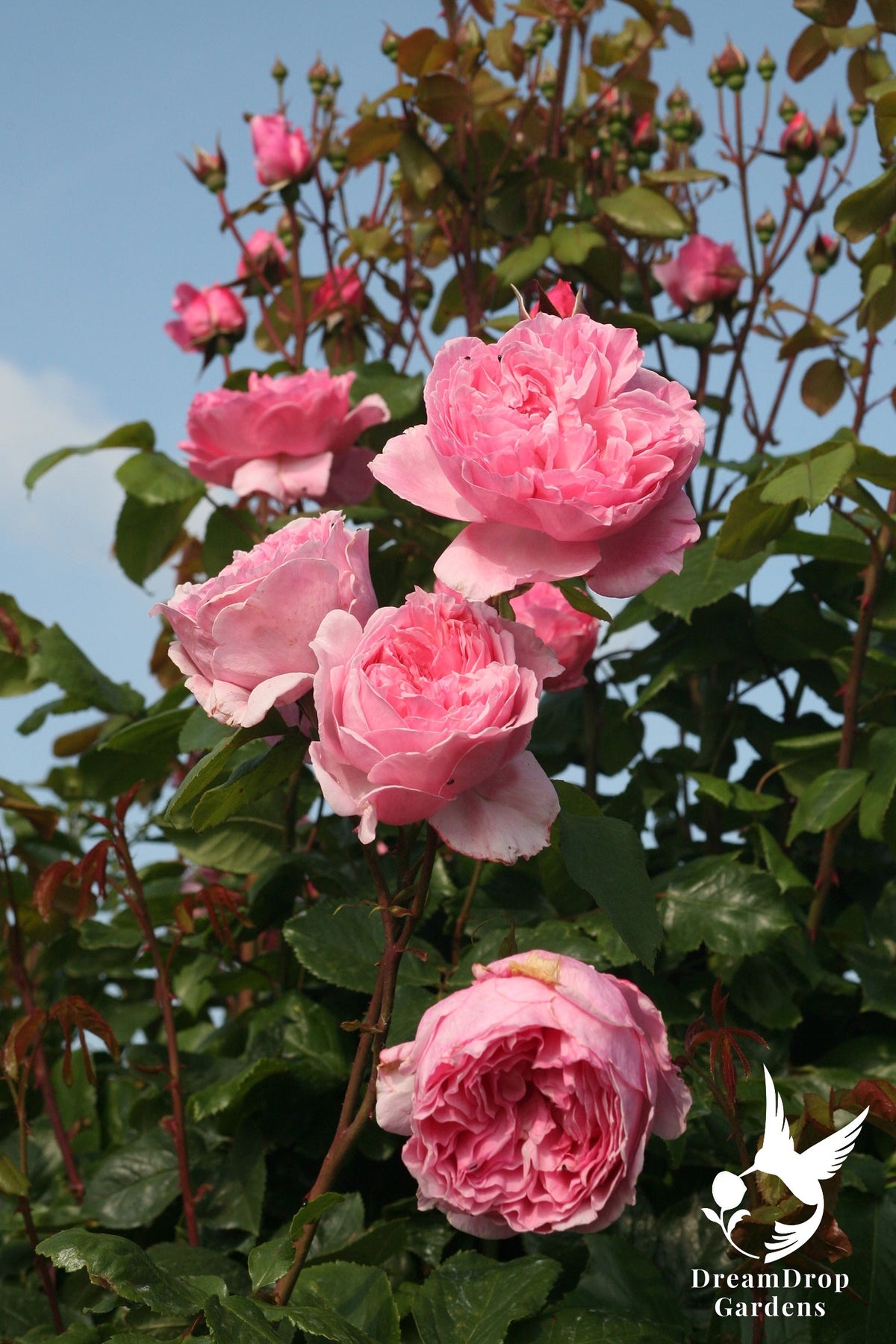 Rose - Arborose Kiss Me Kate — DreamDrop Gardens photo 12