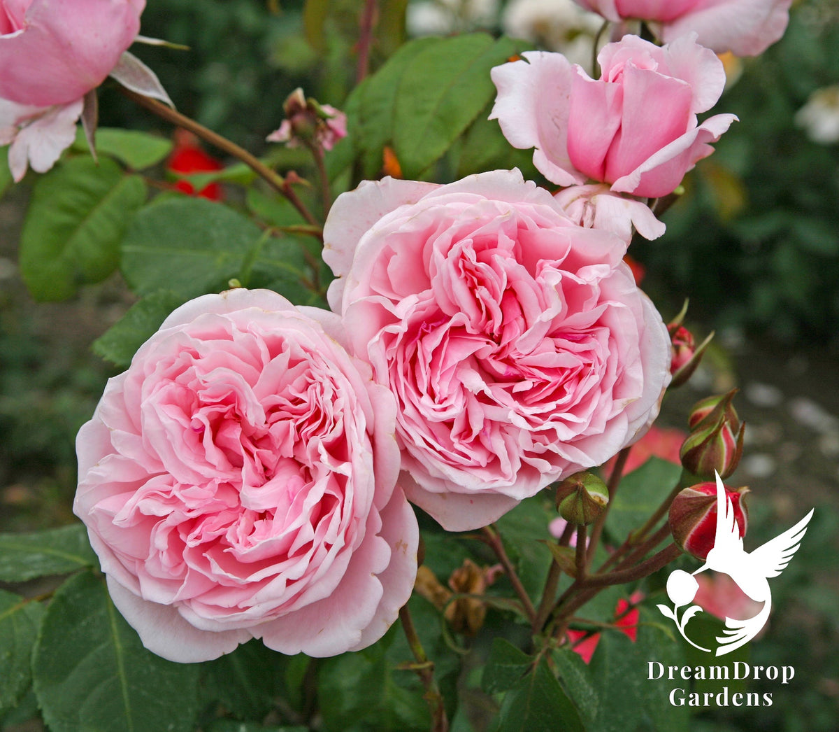 Rose - Arborose Kiss Me Kate — DreamDrop Gardens photo 13