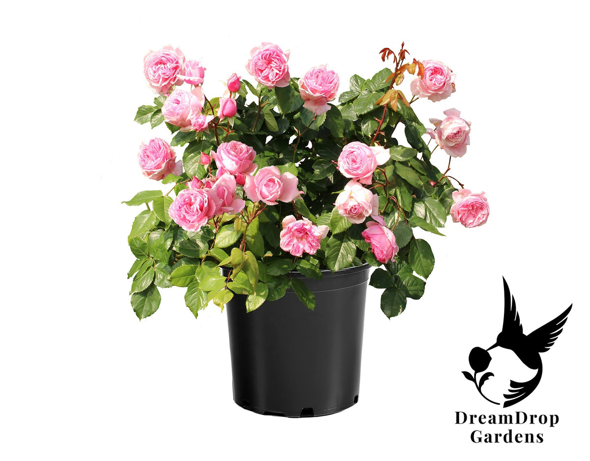 Rose - Arborose Kiss Me Kate — DreamDrop Gardens photo 14