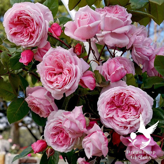 Rose - Arborose Kiss Me Kate — DreamDrop Gardens photo 1