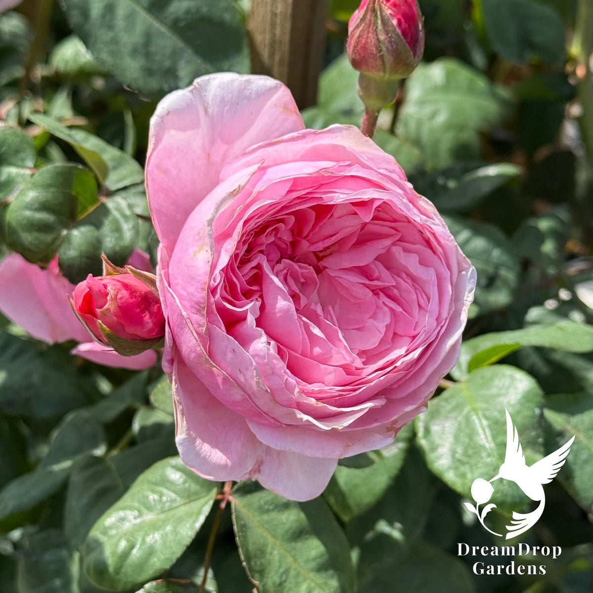 Rose - Arborose Kiss Me Kate — DreamDrop Gardens photo 2