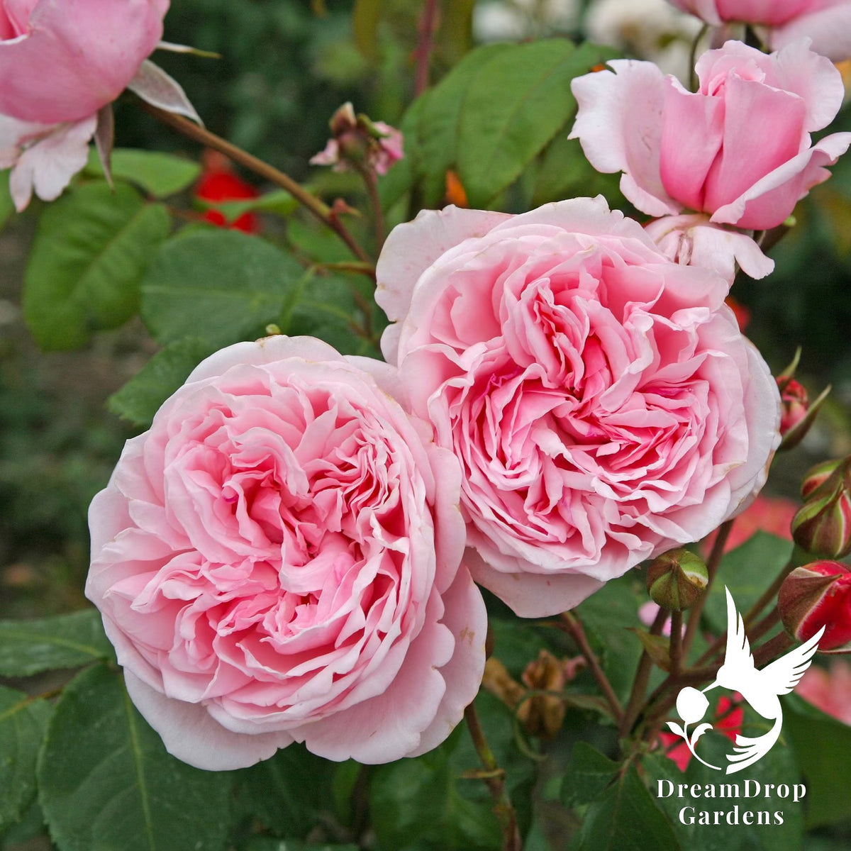 Rose - Arborose Kiss Me Kate — DreamDrop Gardens photo 3