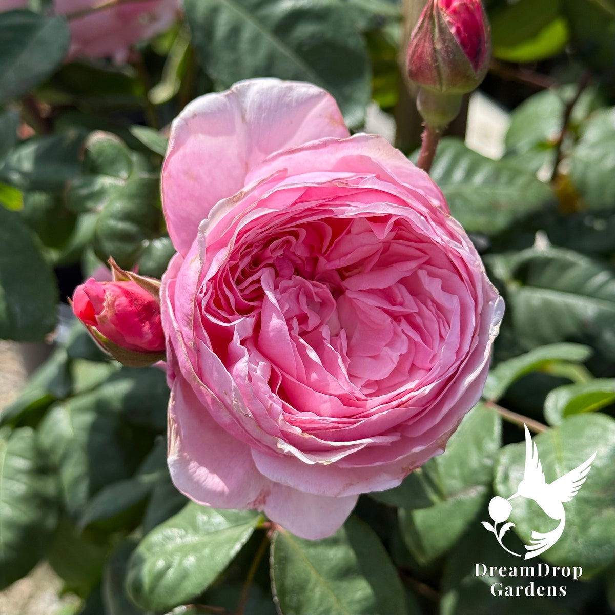 Rose - Arborose Kiss Me Kate — DreamDrop Gardens photo 4