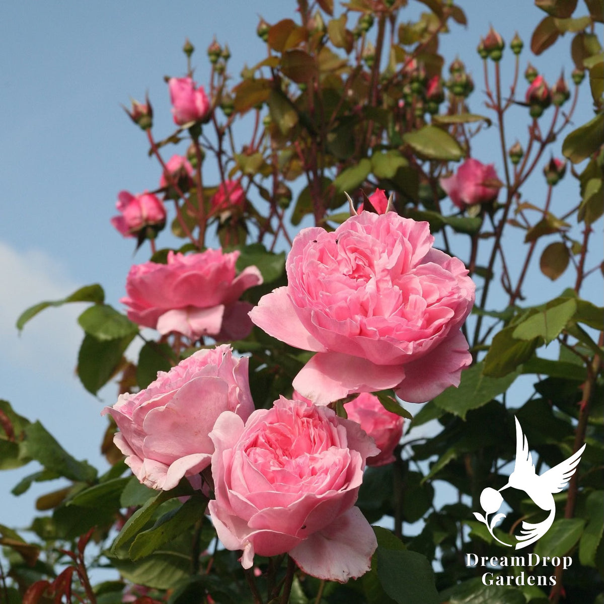 Rose - Arborose Kiss Me Kate — DreamDrop Gardens photo 5