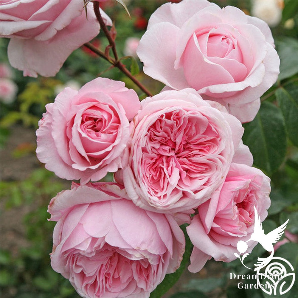 Rose - Arborose Kiss Me Kate — DreamDrop Gardens photo 6