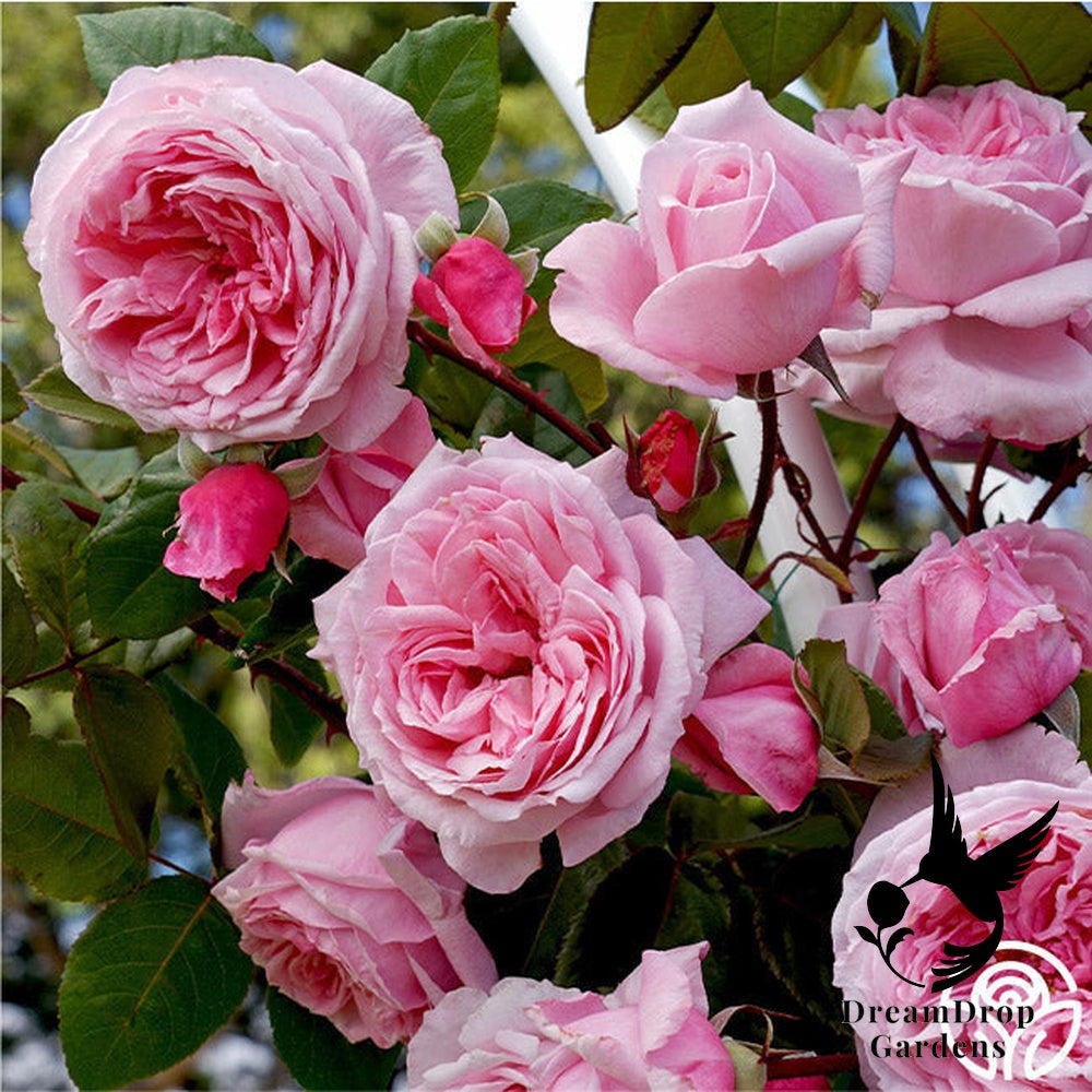 Rose - Arborose Kiss Me Kate — DreamDrop Gardens photo 7