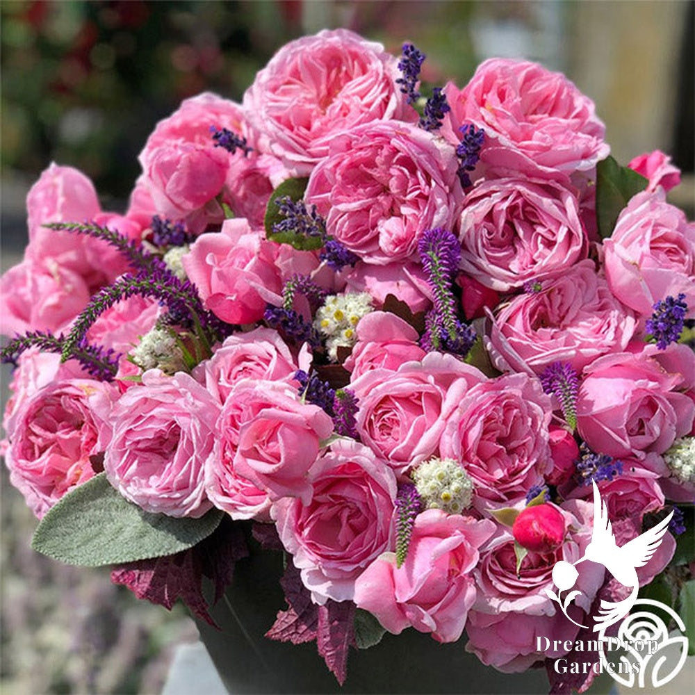 Rose - Arborose Kiss Me Kate — DreamDrop Gardens photo 8