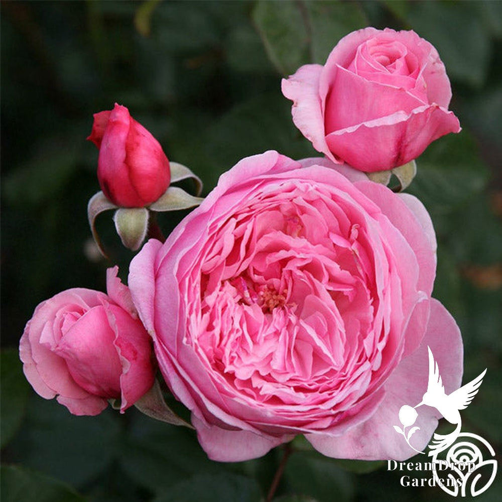 Rose - Arborose Kiss Me Kate — DreamDrop Gardens photo 9