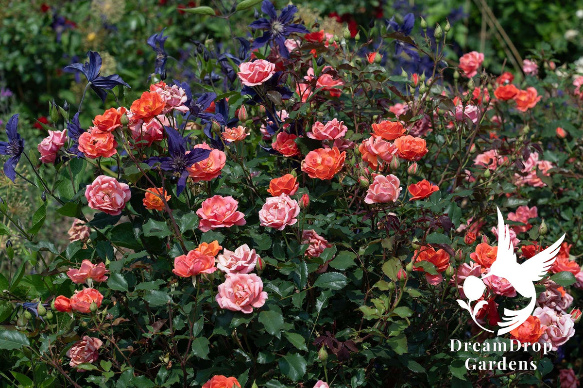 Rose - Coral Knock Out — DreamDrop Gardens photo 1