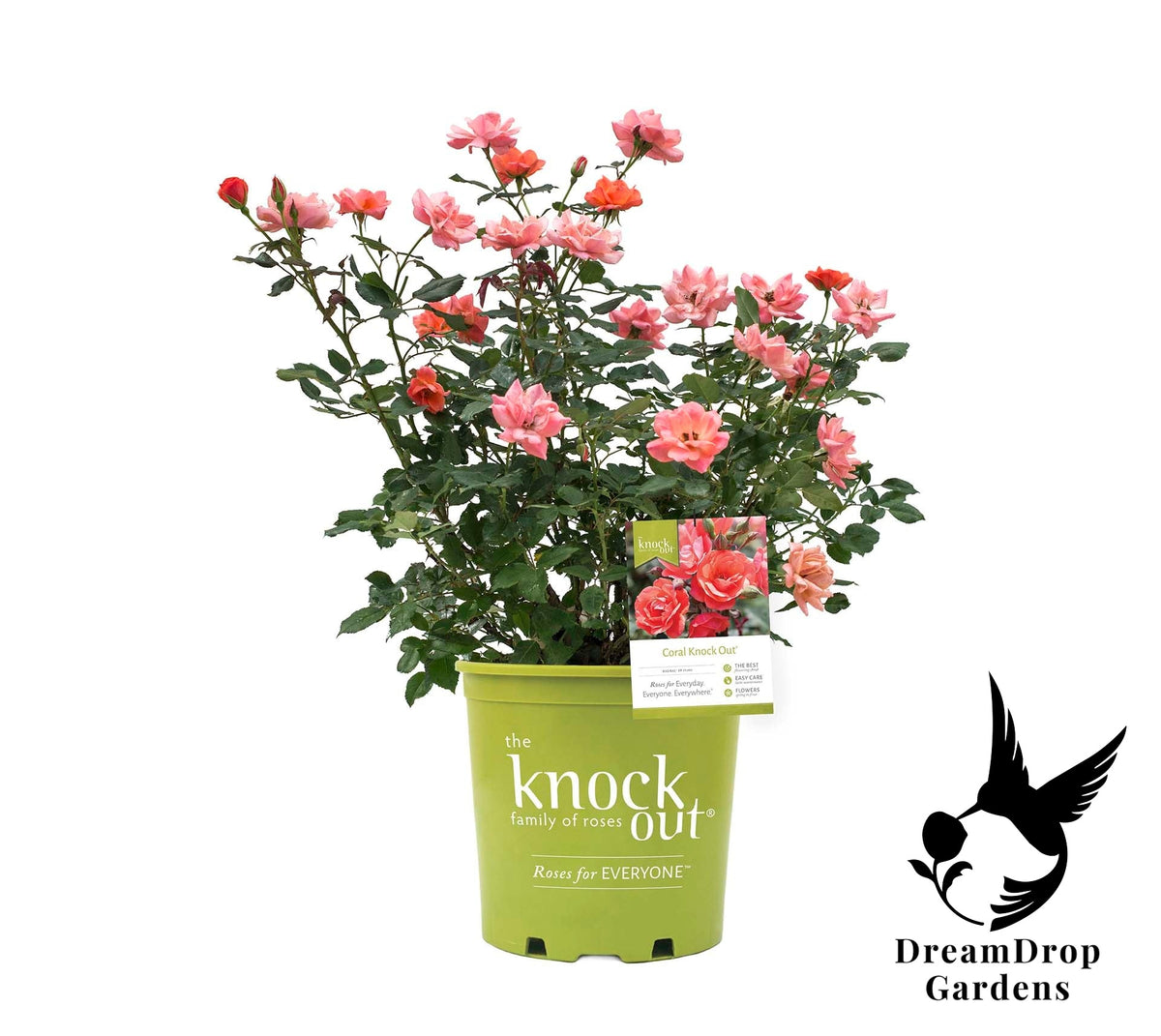 Rose - Coral Knock Out — DreamDrop Gardens photo 2