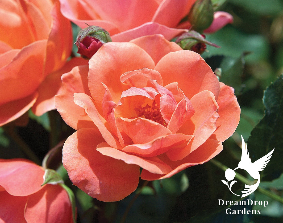 Rose - Coral Knock Out — DreamDrop Gardens photo 3