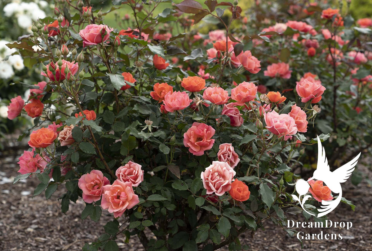 Rose - Coral Knock Out — DreamDrop Gardens photo 4