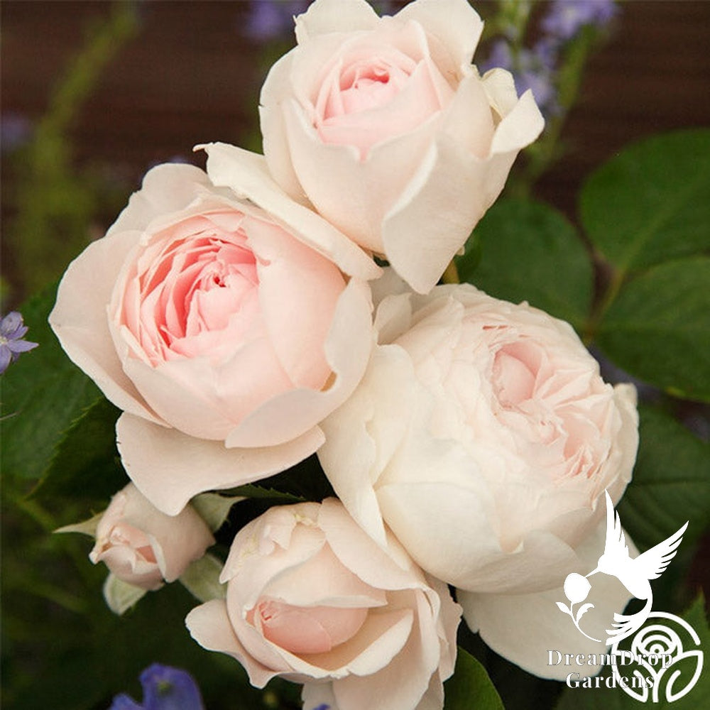 Rose - Parfuma Earth Angel — DreamDrop Gardens photo 10