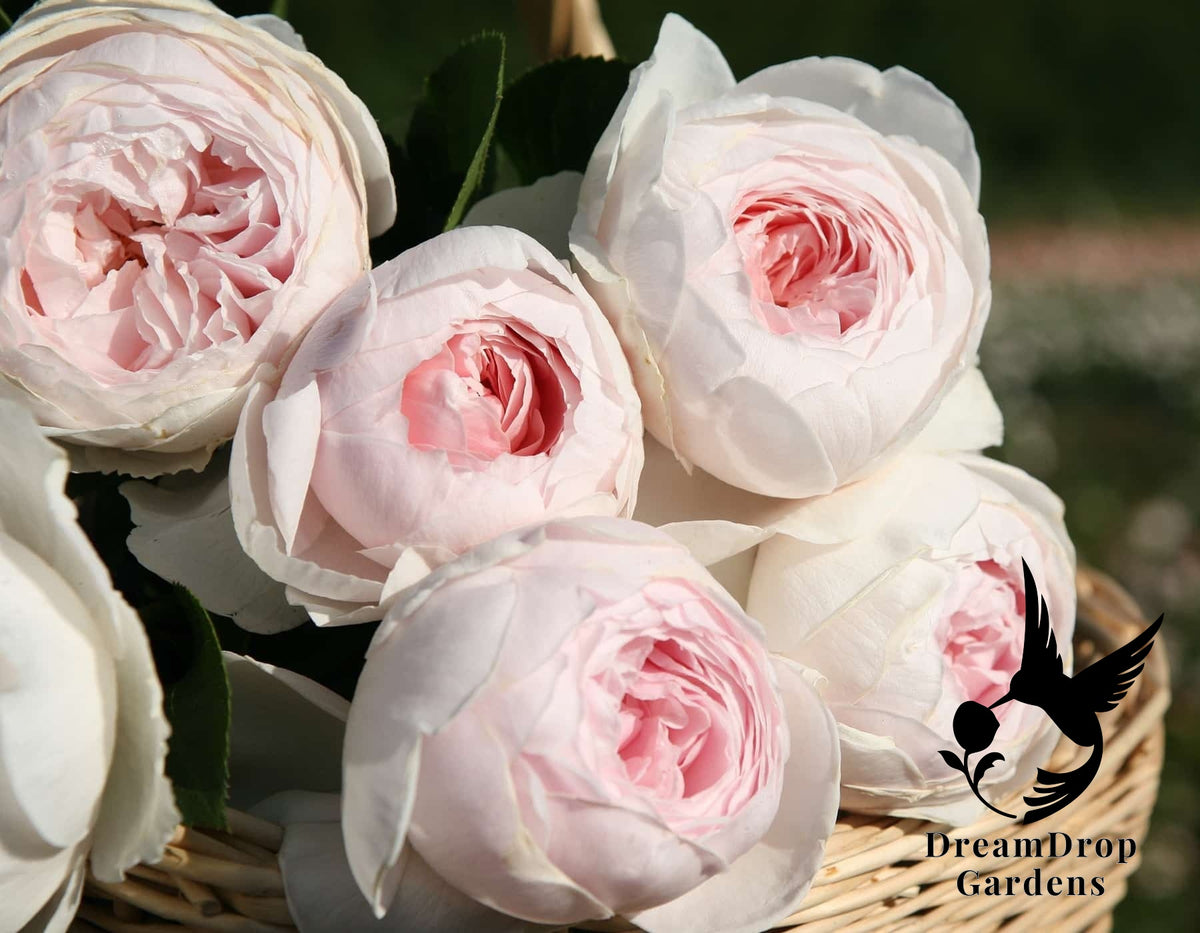Rose - Parfuma Earth Angel — DreamDrop Gardens photo 11