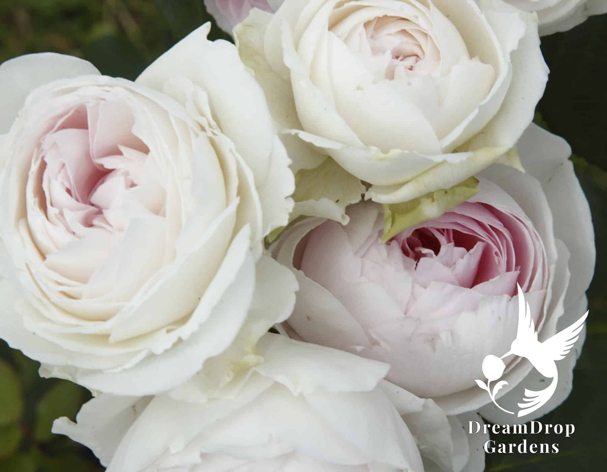 Rose - Parfuma Earth Angel — DreamDrop Gardens photo 12