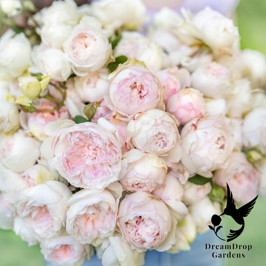 Rose - Parfuma Earth Angel — DreamDrop Gardens photo 1
