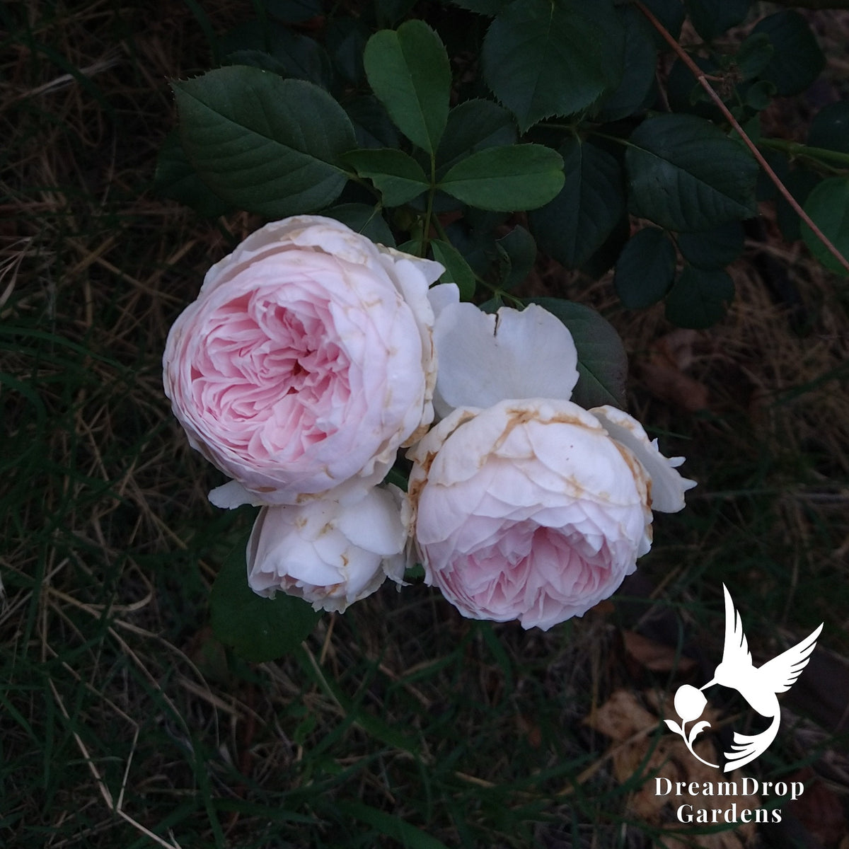 Cluster of cupped blush-pink Parfuma Earth Angel rose blooms low on the bush at dusk
