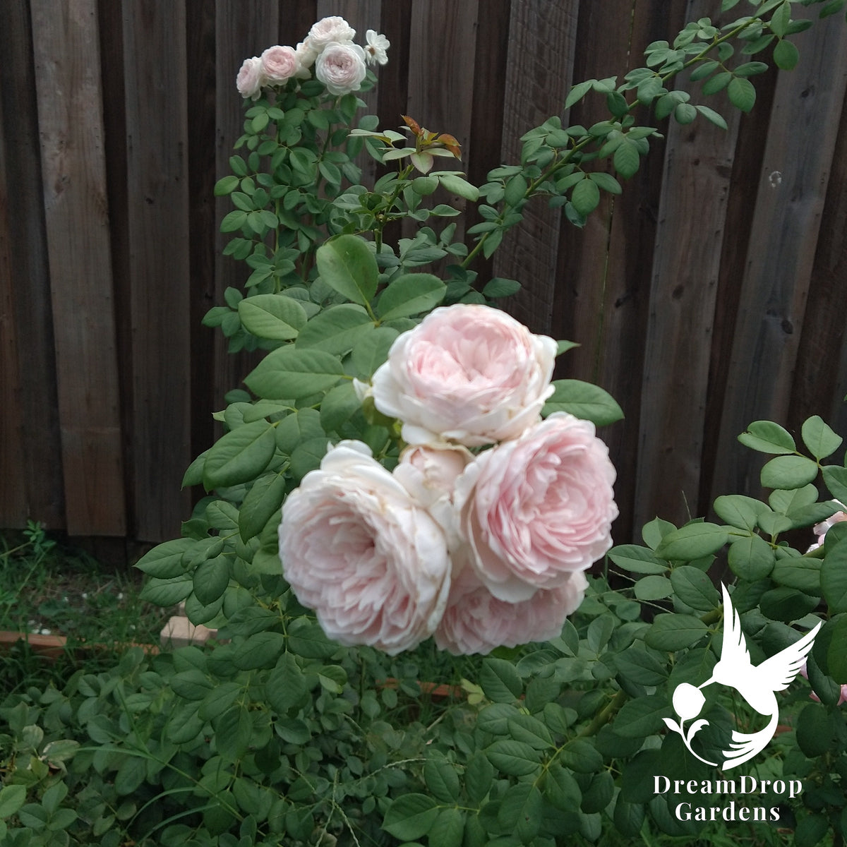 Parfuma Earth Angel rose bush with a cluster of soft blush-pink cupped blooms against a wooden fence