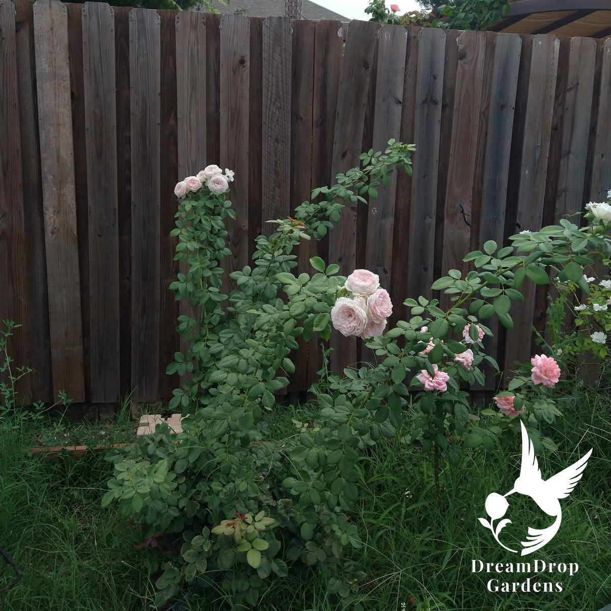 Whole Parfuma Earth Angel rose bush with pale pink blooms growing along a wooden fence