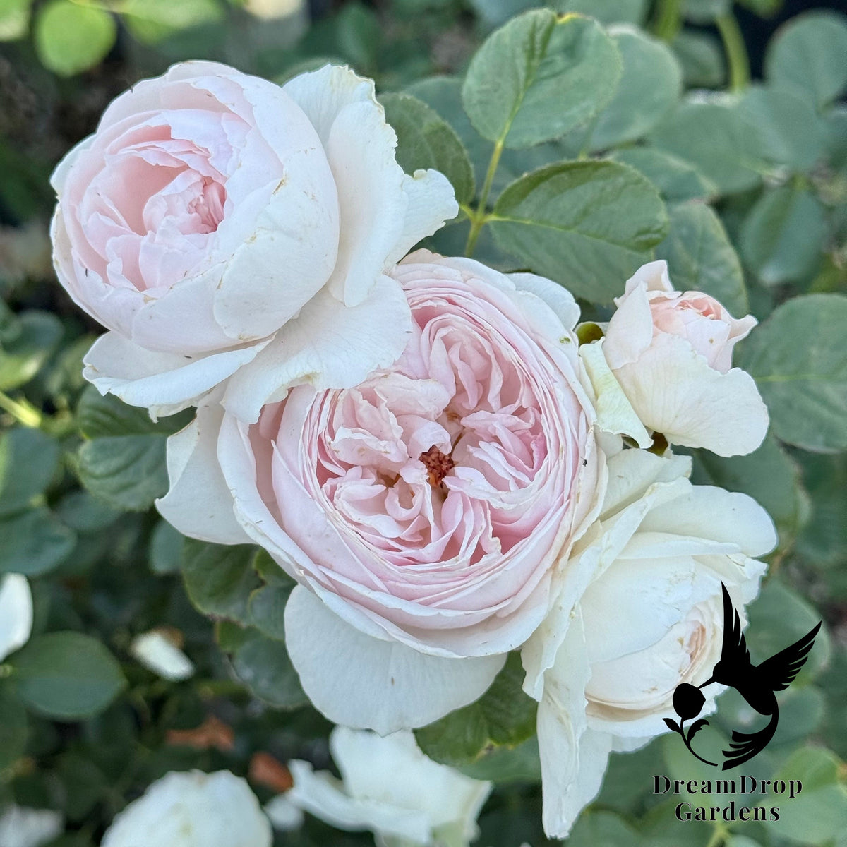 Rose - Parfuma Earth Angel — DreamDrop Gardens photo 2