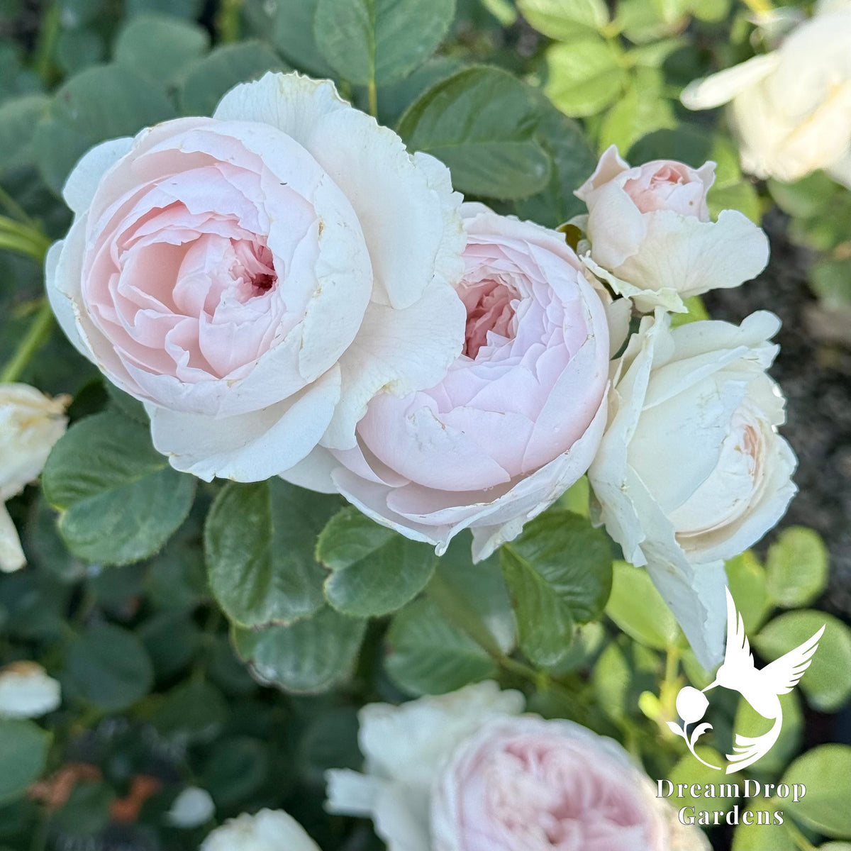 Rose - Parfuma Earth Angel — DreamDrop Gardens photo 3
