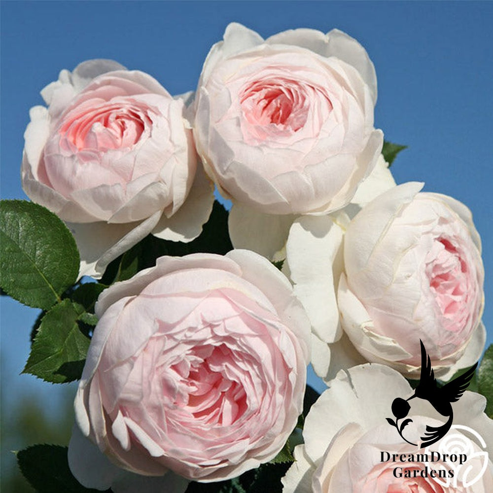Rose - Parfuma Earth Angel — DreamDrop Gardens photo 4