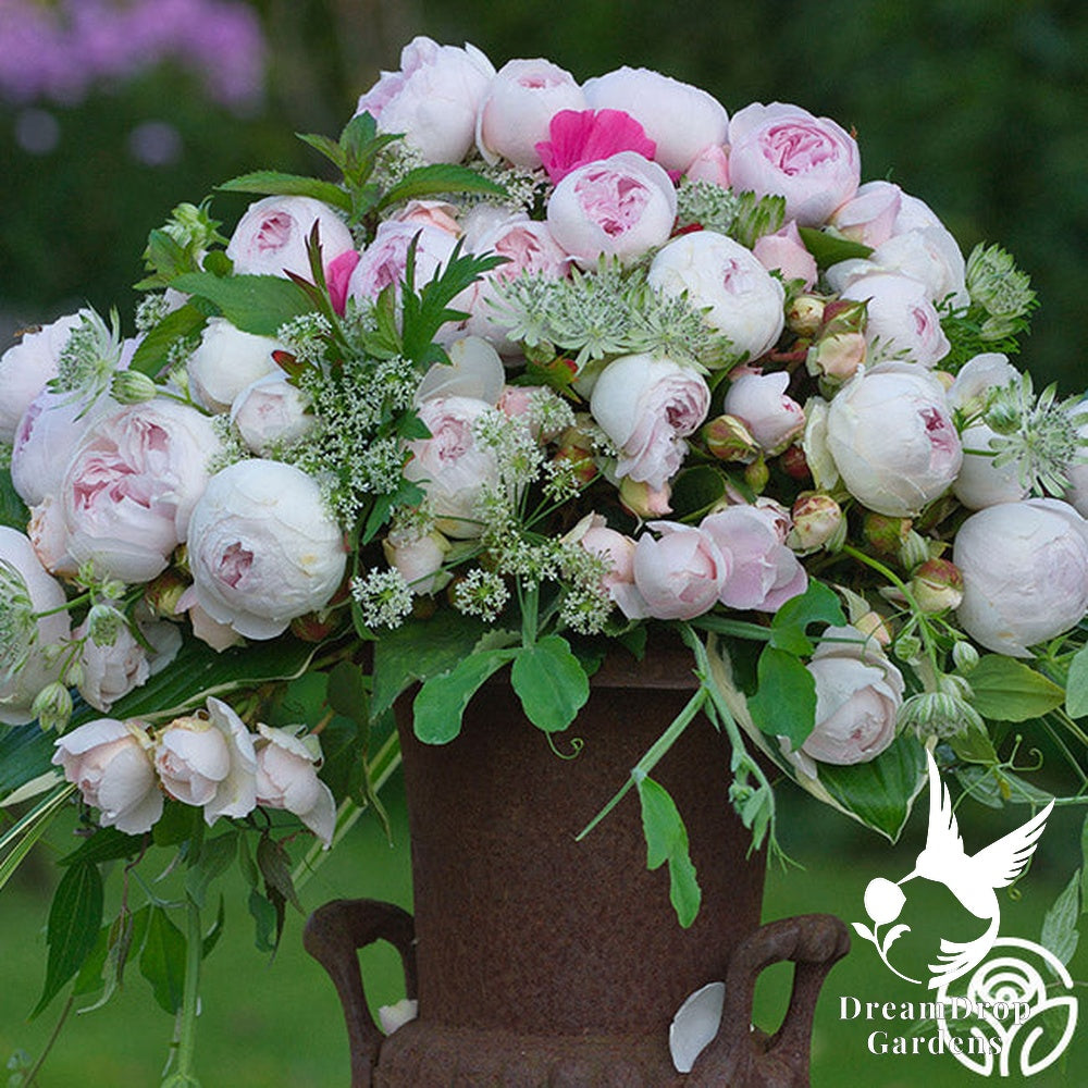 Rose - Parfuma Earth Angel — DreamDrop Gardens photo 5
