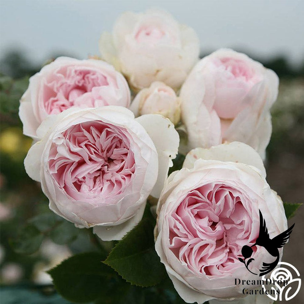 Rose - Parfuma Earth Angel — DreamDrop Gardens photo 6